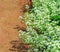 Arabis caucasica ,Brassicaceae , garden arabis, mountain rock cress or Caucasian rockcress