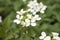 Arabis caucasica ornamental early spring garden white flowering flowers, mountain rock cress in bloom