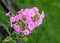 Arabis or rockcress pink flowers, green bush, close up