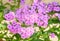 Arabis or rockcress pink flowers, green bush, close up