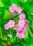 Arabis or rockcress pink flowers, green bush, close up