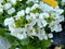 Arabis `Snowcap`