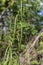 Arabis turrita, Tower Rock-Cress. Wild plant shot in the spring.