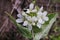 Arabis turrita, Tower Rock-Cress. Wild plant shot in the spring.