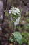 Arabis turrita, Tower Rock-Cress. Wild plant shot in the spring.