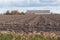 Arable farm in the Netherlands