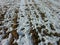 Arable farming under snow cover