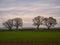 Arable farmland and silhouetted leafless trees at dusk at the end of a cold winter day with mist forming.