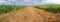 Arable field panorama