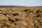 Arable land. drought in the spring of 2022 in Baragan, Romania.