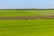 Arable land and green grass fields on clear blue sky. Panorama landscape. Green meadows.