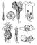 Araceae, Lemnaceae, Bromeliaceae, and Commelinaceae Orders vintage illustration