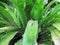 Araceae, pteridophyta, tropical plant