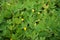 Arachis pintoi Pinto peanut with a natural background