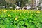 Arachis repens filled with yellow flowers in the garden