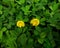 Arachis repens Flowers