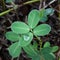 Arachis repens Handro, with water droplet on its leaf.