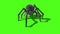 Arachnid Black Widow Spider Front Green Screen 3D Rendering Animation