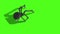 Arachnid Black Widow Spider on Wall Back Green Screen 3D Rendering Animation