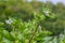 The arachnoid burdock Arctium tomentosum.Wild plants of Siberia