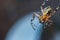 Arachnophobia fear of spider bite concept. Macro close up spider on cobweb spider web on blurred blue background. Life of insects