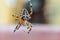 Arachnophobia fear of spider bite concept. Macro close up spider on cobweb spider web on natural blurred background. Life of