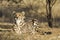 A arae Female King Cheetah (acinonyx jubatus) in South Africa