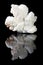 Aragonite white crystals