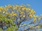 Araguaney tree in yellow flowers