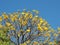 Araguaney tree in yellow flowers