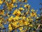 Araguaney tree in yellow flowers