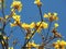 Araguaney tree in yellow flowers