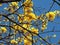 Araguaney tree in yellow flowers