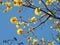 Araguaney tree in yellow flowers