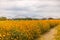 Arakawa Cosmos Field in autumn