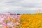 Arakawa Cosmos Field in autumn