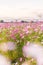 Arakawa Cosmos Field in autumn