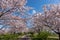 Arakawa River Cherry blossoms in Japan Tokyo