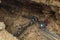 Araku Valley, Visakhapatnam, Andhra Pradesh, March 04 2017:View of borra caves with group of unidentified travelers