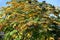 Aralia elata f.subinermis tree\\\'s yellow leaves and berries. Araliaceae deciduous shrub.