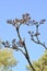 Aralia high Aralia elata. Branches with young leaves on a background of blue sky