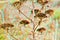 Aralia hispida - bristly sarsaparilla 3D