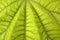 Aralia papirifera macro leaf detail Araliaceae