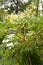 Aralia tall Manchu Aralia elata Miq. Seem.. Crown of flowering wood