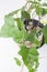 Araliaceae, background, domestic, green, hedera, helix, l, oxygene, plant, studio, white. Studio photo.