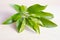 Araliaceae leaf isolated on wooden board