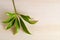 Araliaceae leaf isolated on wooden board with blank text copy sp