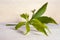 Araliaceae leaf on wooden board