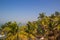 Arambol beach top view, palms, beach and Arabian sea, Goa, India