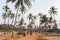 Arambol, India - February 25, 2016: Road through the palms near